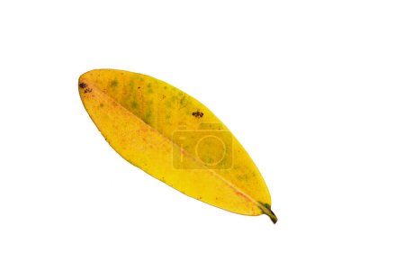 Foto de Hoja de color amarillo otoño con textura aislada sobre fondo blanco. - Imagen libre de derechos