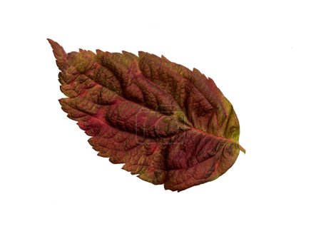 Photo for Green And Dark Red Magenta Colors Leaf with Texture isolated on White Background. - Royalty Free Image