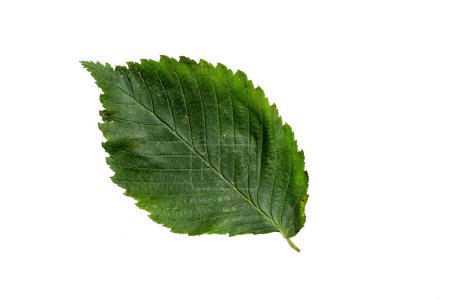 Photo for Green Color Leaf with Texture isolated on White Background. - Royalty Free Image