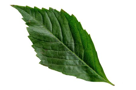 Téléchargez les photos : Green Color Leaf with Texture isolated on White Background. - en image libre de droit