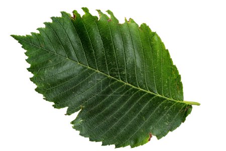 Téléchargez les photos : Green Color Leaf with Texture isolated on White Background. - en image libre de droit