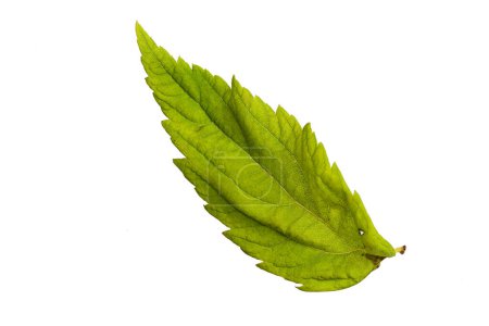Foto de Green Color Leaf with Texture isolated on White Background. - Imagen libre de derechos