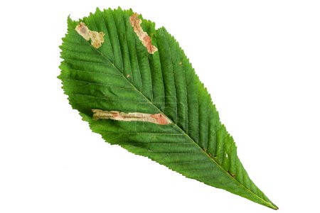 Téléchargez les photos : Green Color Chestnut Leaf with Texture isolated on White Background. - en image libre de droit