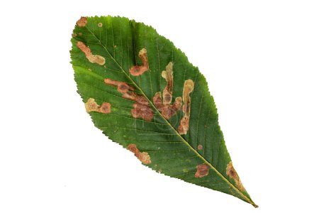 Photo for Green Color Chestnut Leaf with Texture isolated on White Background. - Royalty Free Image