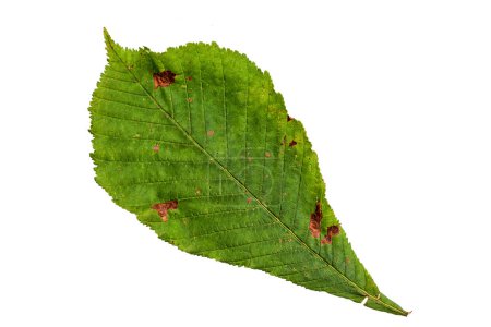 Photo for Green Color Horse Chestnut Leaf with Texture isolated on White Background. - Royalty Free Image