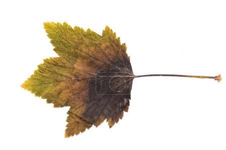 Téléchargez les photos : Autumn Color Leaf. Isolated on White Background. - en image libre de droit