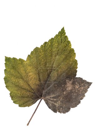 Foto de Autumn Color Leaf. Isolated on White Background. - Imagen libre de derechos
