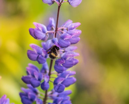 Téléchargez les photos : Macro Lupine Flower And Flying Bumblebee. Shallow DOF. Blurry Background. - en image libre de droit