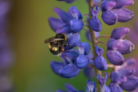 Foto de Macro Lupine Flower And Flying Bumblebee. DOF poco profundo. Fondo borroso. - Imagen libre de derechos