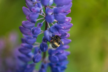 Téléchargez les photos : Macro Lupine Flower And Flying Bumblebee. Shallow DOF. Blurry Background. - en image libre de droit