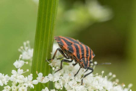 Foto de Graphosoma Lineatum. Shield bug, Macro. Shallow DOF. - Imagen libre de derechos