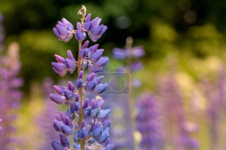 Photo for Macro Lupene Flower And Blurry Background. Bright Colors. Shallow DOF - Royalty Free Image