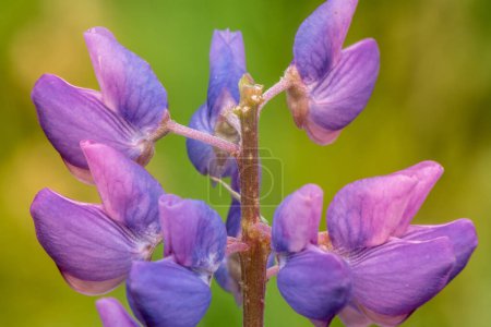 Téléchargez les photos : Macro Lupene Flower And Blurry Background. Bright Colors. Shallow DOF - en image libre de droit