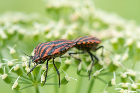 Téléchargez les photos : Graphosoma Lineatum mating. Shield bug, Macro. Shallow DOF. - en image libre de droit