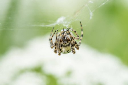 Foto de Spider y Web. Macro, Profundidad superficial del campo. - Imagen libre de derechos