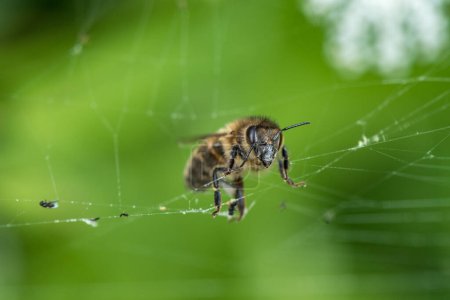Téléchargez les photos : Bee and Spider Web. Macro, Profondeur de champ peu profonde. - en image libre de droit