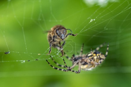 Foto de Bee y Spider Web. Macro, Profundidad superficial del campo. - Imagen libre de derechos