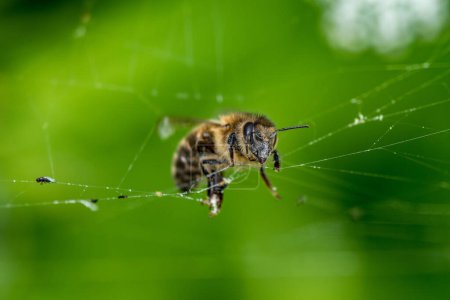 Foto de Bee y Spider Web. Macro, Profundidad superficial del campo. - Imagen libre de derechos