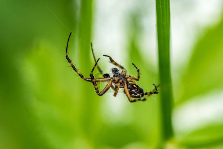 Foto de Spider Web. Macro, Shallow Depth of Field. - Imagen libre de derechos