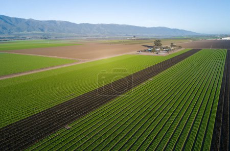 Photo for Aerial view of agricultural fields in California, United States. Salinas valley - Royalty Free Image