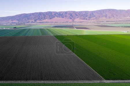 Téléchargez les photos : Aerial view of agricultural fields in California, United States. Salinas valley - en image libre de droit