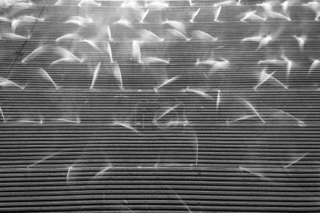 Foto de Campo de Agricultura de Riego en California, Estados Unidos. Sistema de aspersores riega hileras de cultivos de lechuga en tierras de cultivo en el Valle de Salinas - Imagen libre de derechos