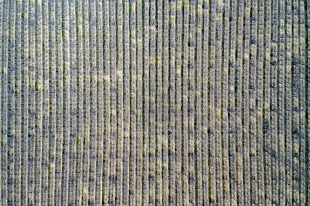 Foto de Campo de pistachos y almendras en California, Estados Unidos. Árboles de pistacho en huerto comercial rural - Imagen libre de derechos