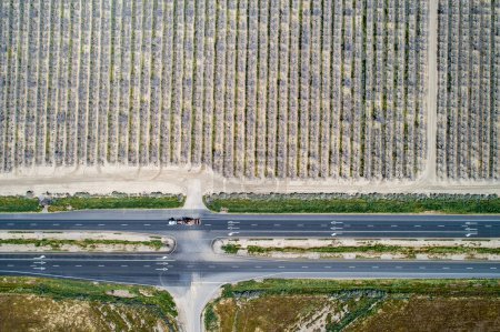 Téléchargez les photos : Pistachios and Almonds field in California, United States. Pistachio trees in rural commercial orchard - en image libre de droit