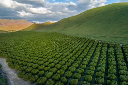 Téléchargez les photos : Plantation d'oliviers à Bakersfield, Californie. Belle lumière du coucher du soleil - en image libre de droit