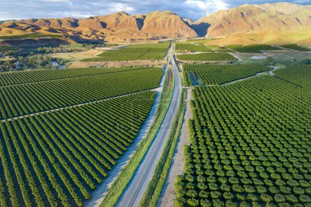 Foto de Plantación de Olivos en Bakersfield, California. Hermosa luz puesta del sol - Imagen libre de derechos