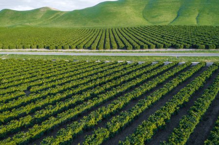 Téléchargez les photos : Plantation d'oliviers à Bakersfield, Californie. Belle lumière du coucher du soleil - en image libre de droit