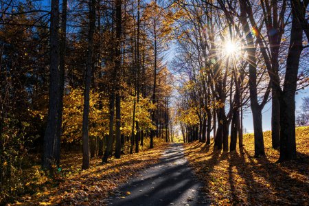 Foto de Autumn Landscape with Beautiful Sunlight in Background. Path with Autumn Leaves - Imagen libre de derechos