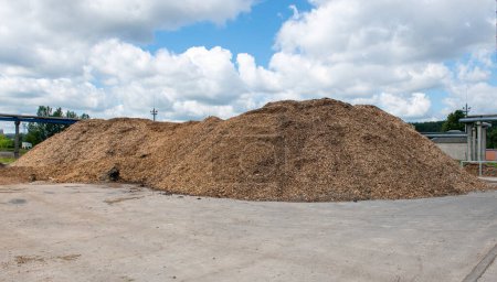 Photo for Wood Chips and Shavings on the Ground. Sawdust of Wood Processing Waste. Granulated Wooden Fuel. Economical, Ecological Fuel. - Royalty Free Image