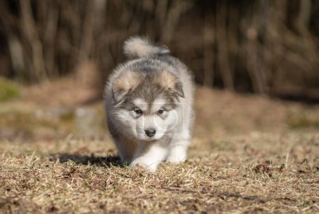Photo for Alaskan Malamute Puppy Walking on the Grass. Young Dog. Portrait. - Royalty Free Image