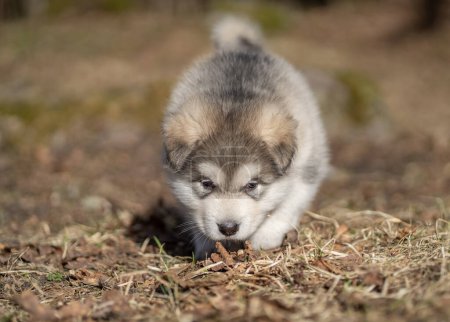 Photo for Alaskan Malamute Puppy Walking on the Grass. Young Dog. Portrait. - Royalty Free Image