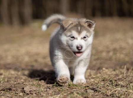 Téléchargez les photos : Alaskan Malamute Puppy Walking on the Grass. Young Dog. Portrait. - en image libre de droit