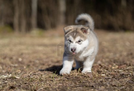 Téléchargez les photos : Alaskan Malamute Puppy Walking on the Grass. Young Dog. Portrait. - en image libre de droit