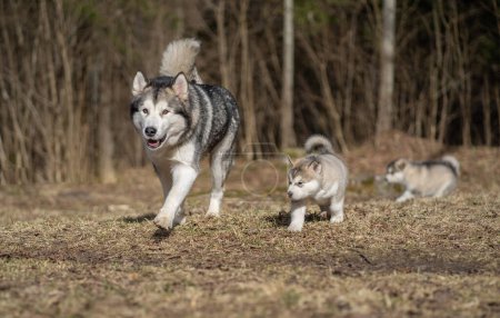 Foto de Adult Alaskan Malamute Mother and Two Puppies. Familia. Madre alimentación cachorros - Imagen libre de derechos