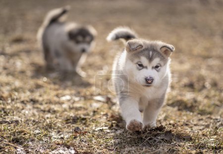 Chiot malamute de l'Alaska. Marcher sur l'herbe. Jeune chien