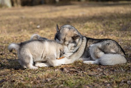 Téléchargez les photos : Adult Alaskan Malamute Mother and Two Puppies. Family. Mother Feeding Puppies - en image libre de droit