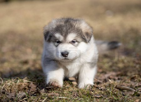 Téléchargez les photos : Alaskan Malamute Puppy. Closeup Portrait. Walking on the Grass. Young Dog - en image libre de droit