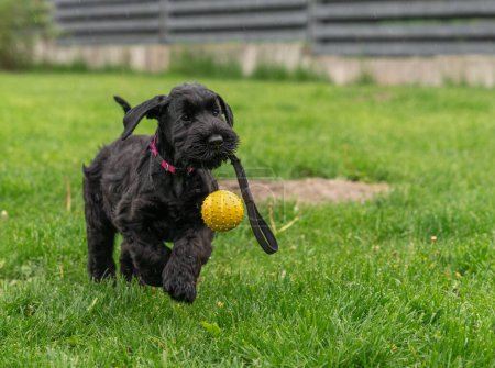 Photo for Young Black Riesenschnauzer or Giant Schnauzer dog is Running on the Grass and Playing with Yellow Ball in the Backyard. Rainy Day. - Royalty Free Image