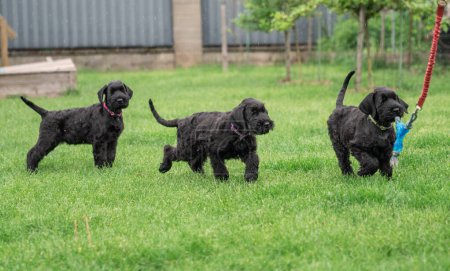 Foto de Three Young Black Riesenschnauzers or Giant Schnauzer dogs is Walking on the Grass in the Backyard. Rainy Day. - Imagen libre de derechos