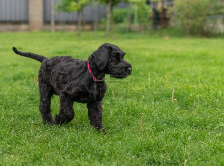 Foto de Young Black Riesenschnauzer o perro gigante Schnauzer está caminando sobre la hierba en el patio trasero. Día lluvioso. - Imagen libre de derechos