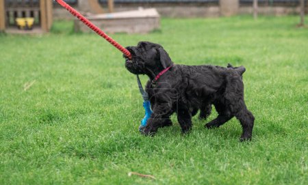 Téléchargez les photos : Jeune Riesenschnauzer noir ou chien Schnauzer géant joue avec corde sur l'herbe dans la cour arrière. Jour de pluie. - en image libre de droit