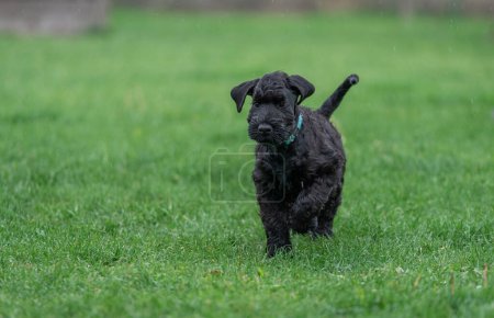 Téléchargez les photos : Young Black Riesenschnauzer or Giant Schnauzer dog is Running on the Grass in the Backyard. Rainy Day. - en image libre de droit