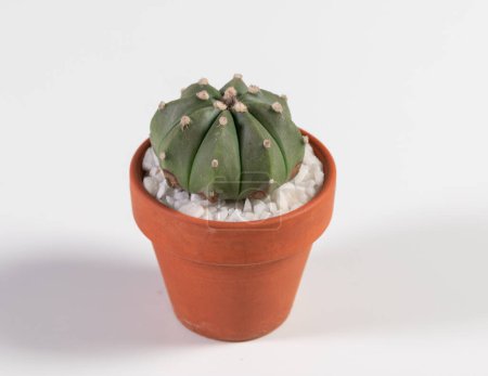 Foto de Astrophytum Nudum Cactus. Aislado sobre fondo blanco. Primer plano - Imagen libre de derechos