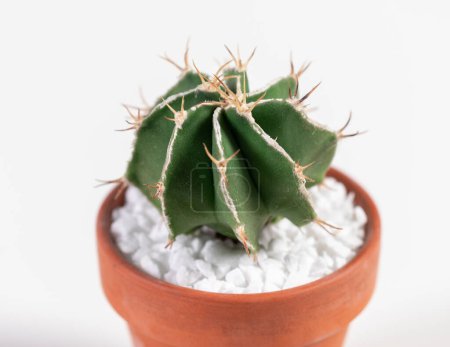 Téléchargez les photos : Astrophytum Fukuryu Cactus. Isolé sur fond blanc - en image libre de droit