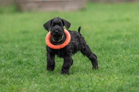 Photo for Young Black Riesenschnauzer or Giant Schnauzer dog is Standing on the Grass in the Backyard. Rainy Day. - Royalty Free Image