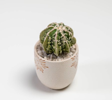 Foto de Astrophytum Fukuryu Haku jo Cactus. Aislado sobre fondo blanco - Imagen libre de derechos